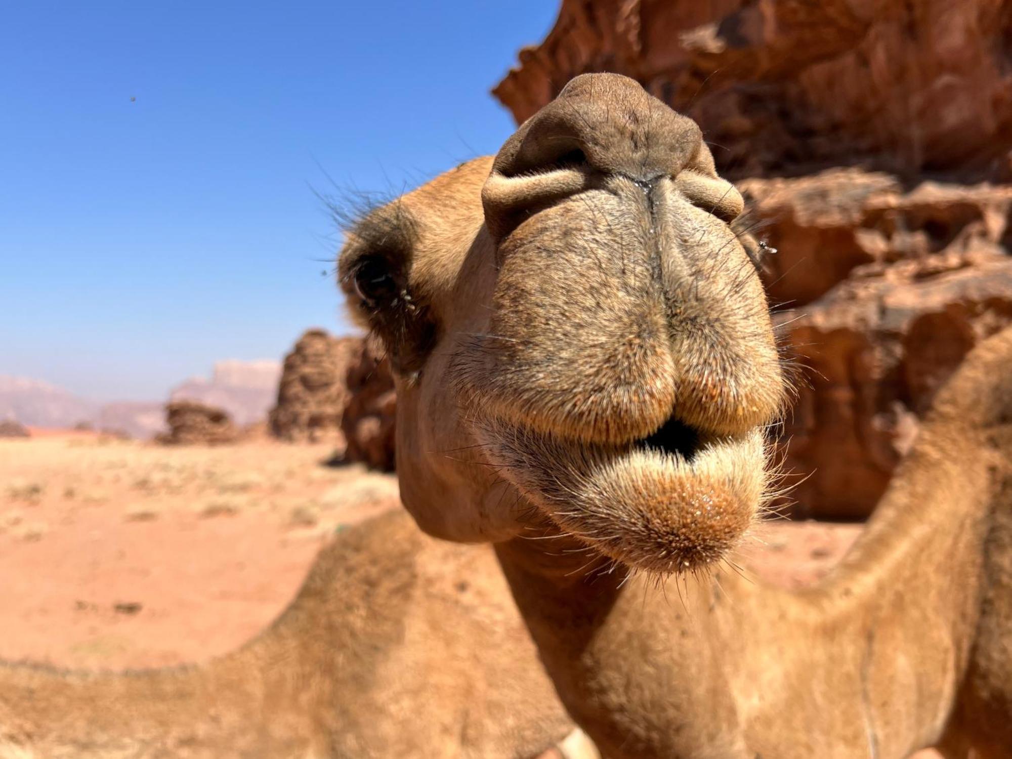 Salameh'S Bedouin Camp Wadi Rum Exterior foto